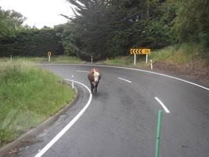 Cow on a Banks Peninsula highway 