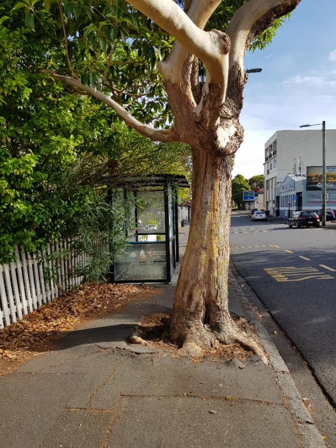 Tree growing right on the edge of a kerb next to a bus stop
