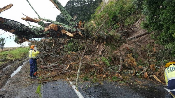 Tree on SH2 near Matata on the other side