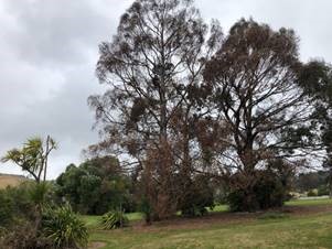 The poisoned and dying eucalyptus trees