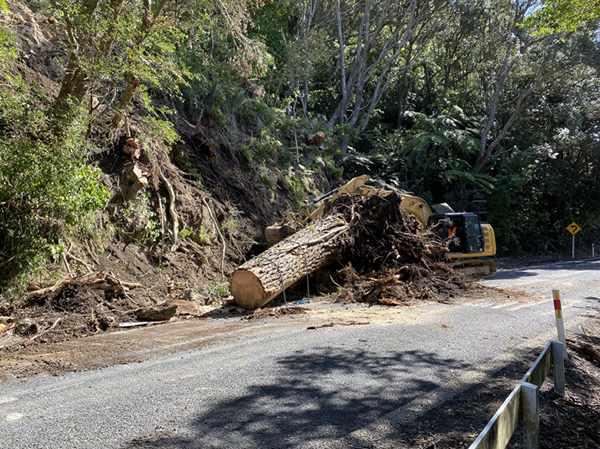 A downed tree and other debris on the side of the road