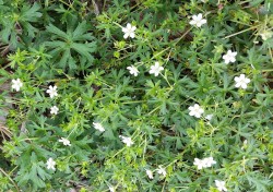 Oakley Creek geranium