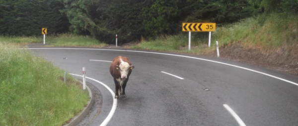 This cow was redirected to its paddock from a Banks Peninsula site