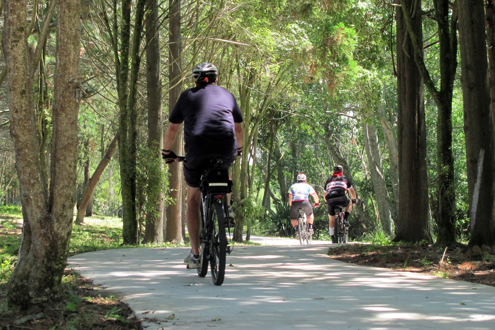 Cyclists riding through forest on sealed path