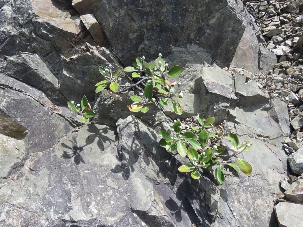 Rock daisies at Ōhau Point coastal bluffs