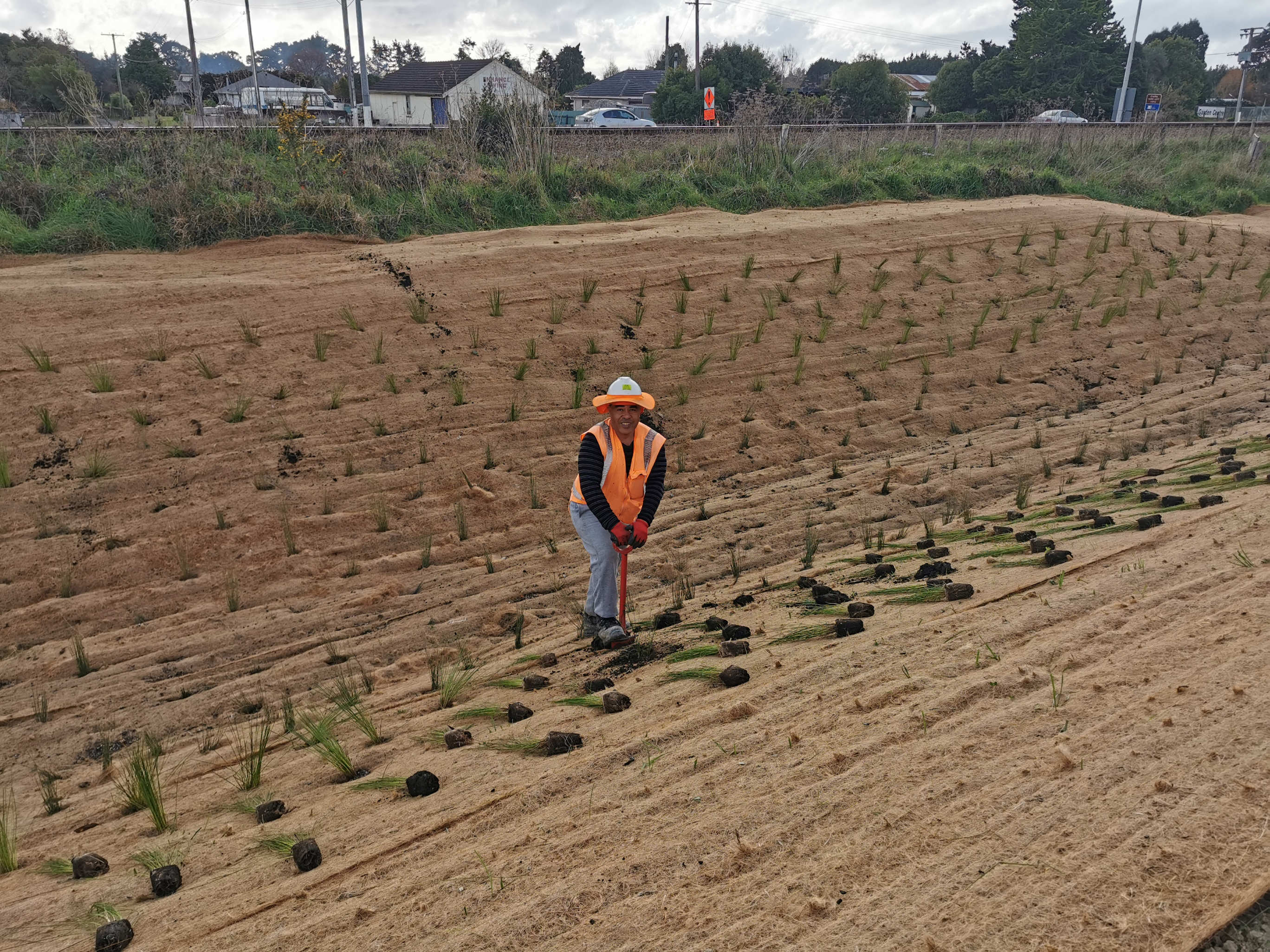 Man with orange high-vis vest planting native plants in a field