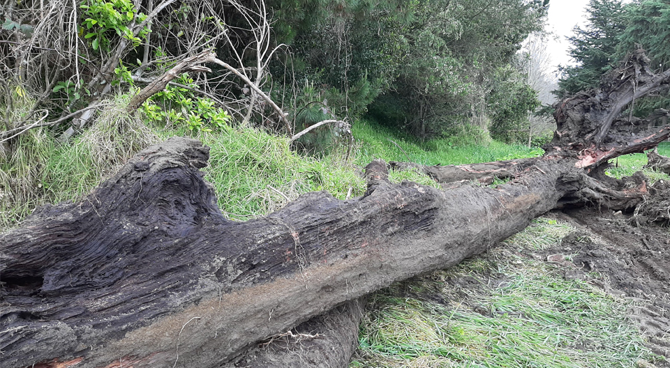 Tree log on grassy bank
