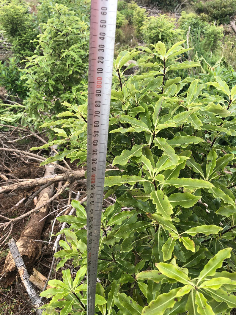 Pittosporum Tenuifolium, 900mm in height – February 2018.