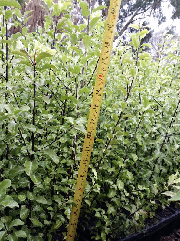 1L Pittosporum Tenuifolium, 500mm in height – September 2017.