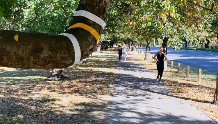 A tree branch overhanging near a path with white and yellow tape around the branch to highlight the hazard