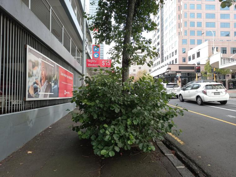 A street tree that has not been trimmed adequately to maintain footpath through width.