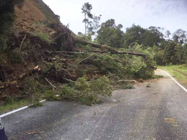 Tree lying in road on State Highway 6 at Knights Point