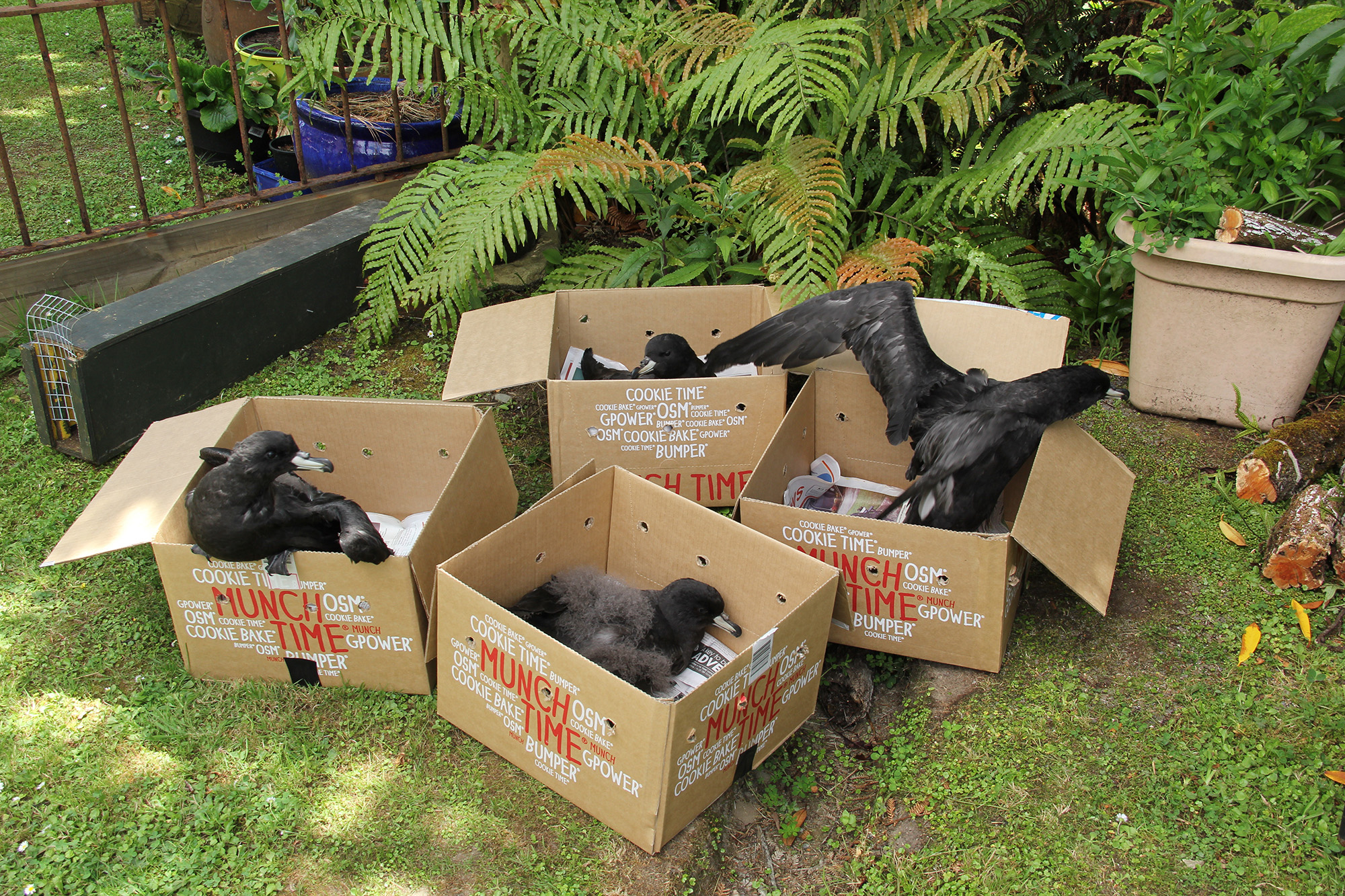 Four boxes with a petrel bird in each.