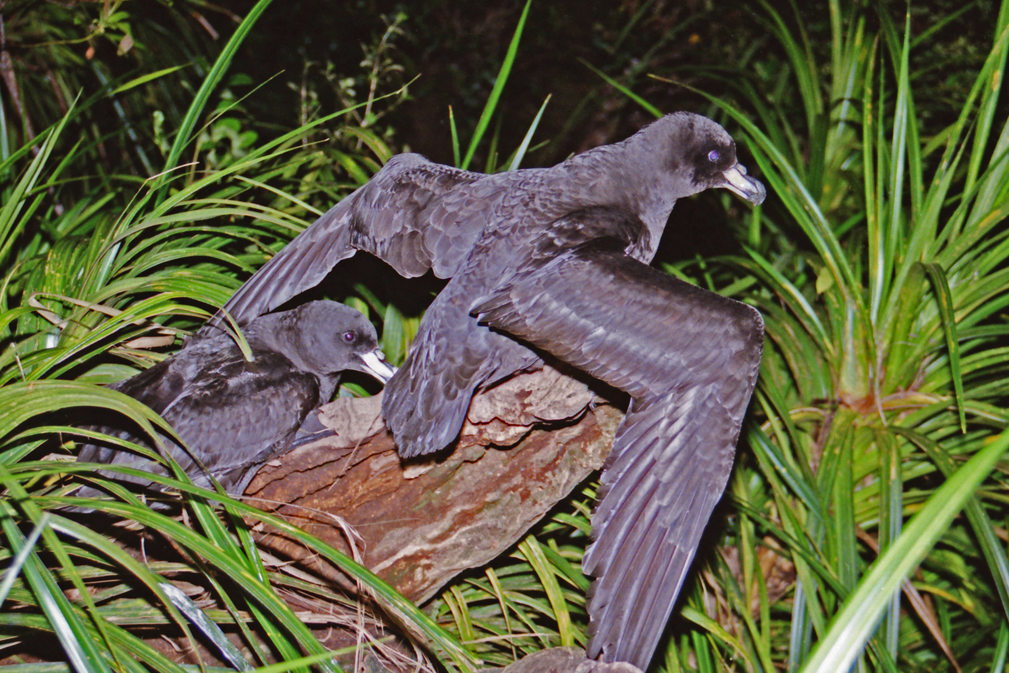 Petrel bird with wings stretched out.