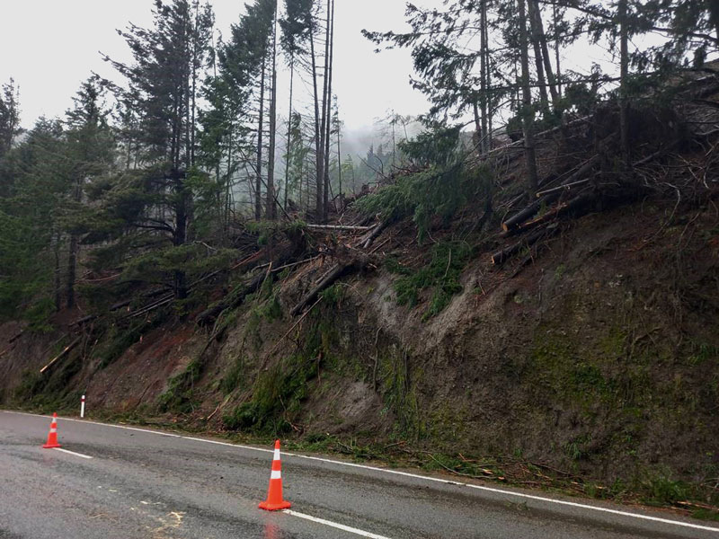 damaged trees on the side road of state highway seven reducing traffic to one lane