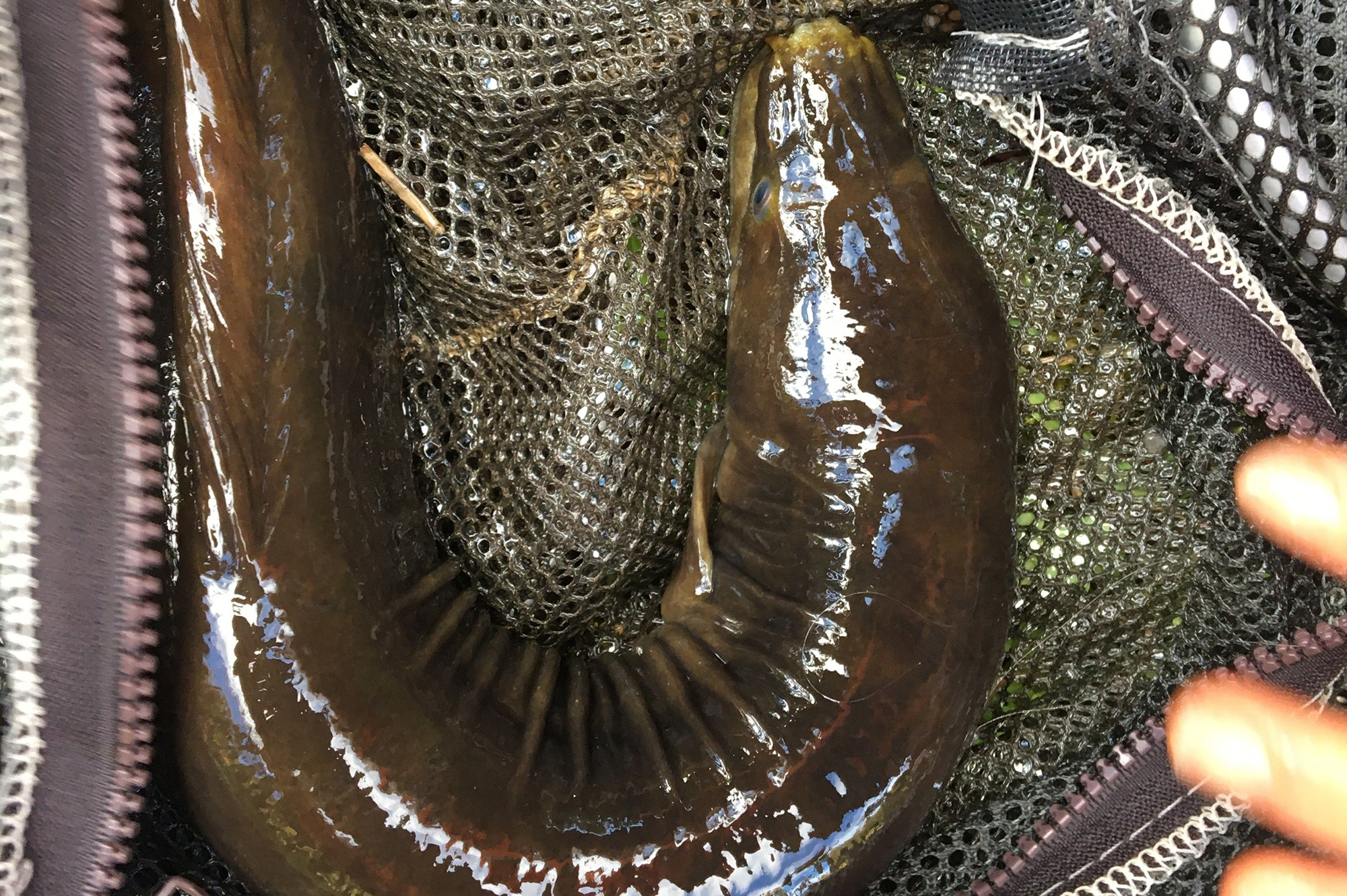 Eel in a net