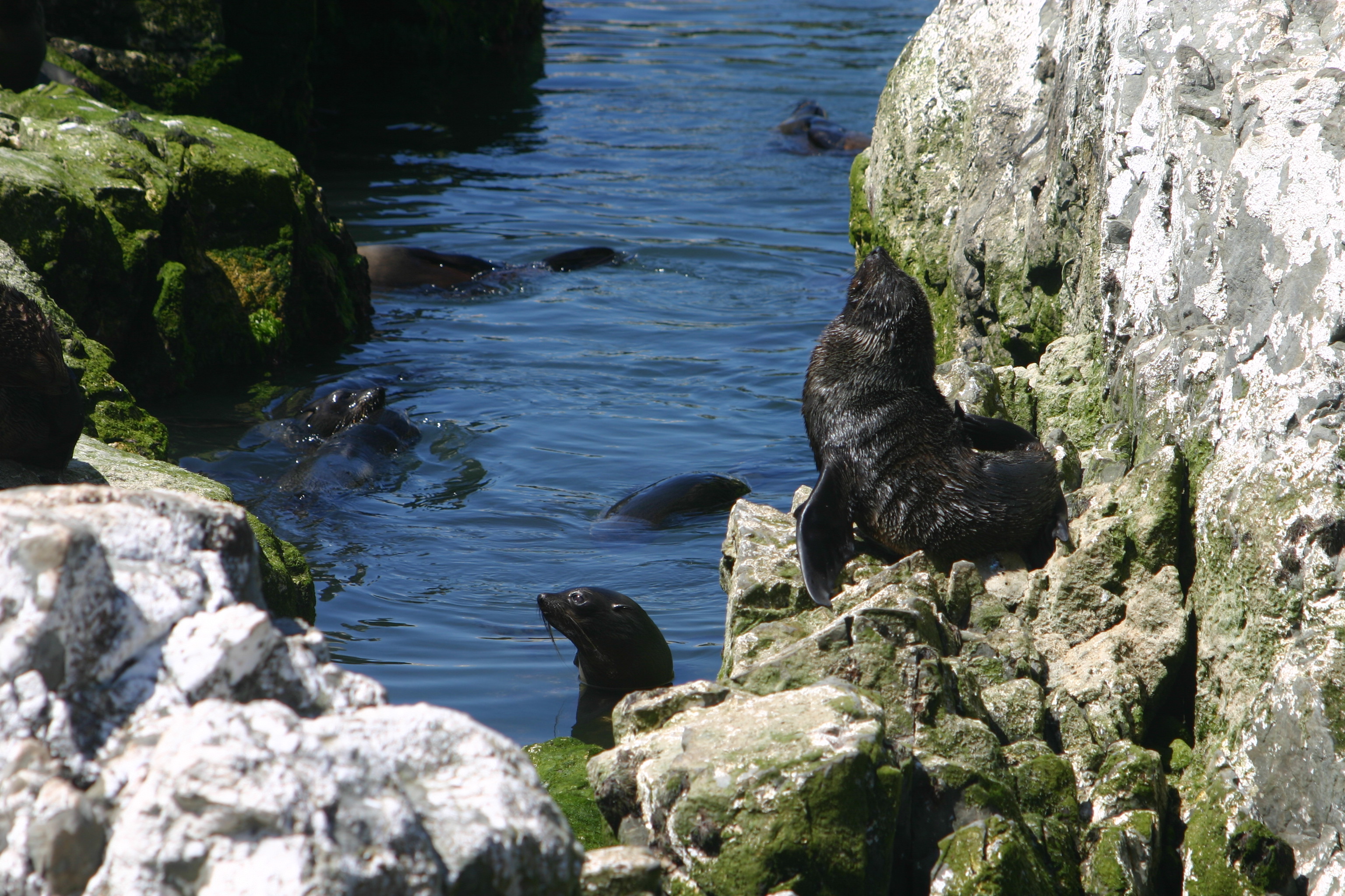 Ōhau New Zealand Fur Seal Sanctuary
