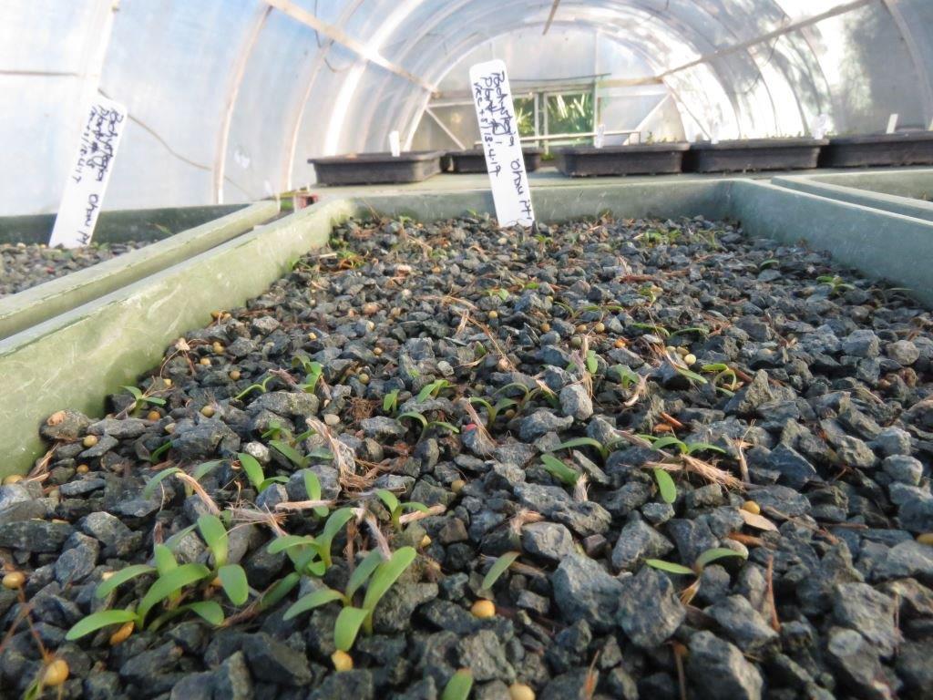 200 rock daisy plants have been growing at a nursery near Nelson.